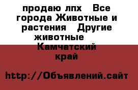 продаю лпх - Все города Животные и растения » Другие животные   . Камчатский край